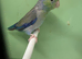 Pair celestial parrolets