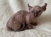 Beautiful Sphynx Dwelf Female Kitten