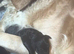 Rare black f1b Goldendoodles