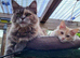 Maine Coon kittens CF81