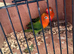 2 young baby love birds