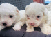 Gorgeous Maltese Toy puppies