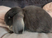 2 mini lops