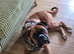 Boxer stud