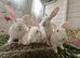 Rabbits