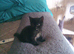 Kitten for sale