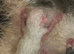 Mink ragdoll kittens born today