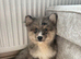 Adorable Pomsky Puppy Ready for His Forever Home 1 Left