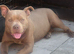 ** Female Pocket Bully**