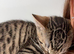 URGENT! 10 weeks bengal x british shorthair