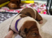 Minature Dachshunds (Short -haired)