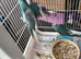 1 pair of kakarikis