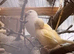 Cute Mix of Canaries