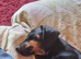 Dachshund x
