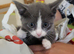 3 litter kittens for sale ready to go now