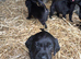Beautiful black. Labrador puppies for sale.