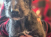 Bull Lurcher