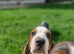 Beautiful Basset Hound Pups Ready NOW