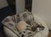 Tiny baby girl Chiuaua