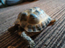 Male Horsfield Tortoise