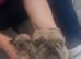 French bulldog puppies