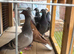 Racing pigeons