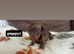 Beautiful mini dachshunds Kc Registered