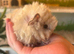 Peruvian, Sheltie & Alpaca baby boars