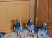 Raccoon pigeons