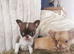 Chihuahua puppies