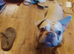 French bulldog! 2yrs old. Pedigree,but no papers. Looking to use as stud dog. Excellent health fitness . breathing. Beautiful male dog