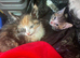 2 kittens