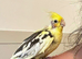 Pair of cockatiels