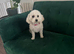 Gorgeous Poochon - Female