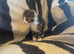 Kittens looking for their forever homes