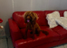 Adult 14mth fox red miniature poodle
