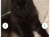 Main coon