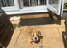 Girl puppy for sale