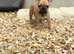 12 week old female frenchie