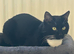 Looking for a new forever home for my cat Leo