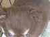 Chihuahua puppies Alford lincs