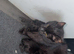 Cute little kittens