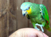 Amazon parrot