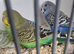 Baby Budgies
