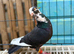 galati roller male
