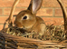 Standard Rex Rabbits [Ready to Leave]