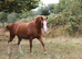 PERFECT COMPANION PONY