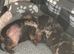 Miniature dachshund