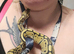 Gorgeous ball python