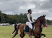 Hackney Gelding – Ride & Drive – 15’3